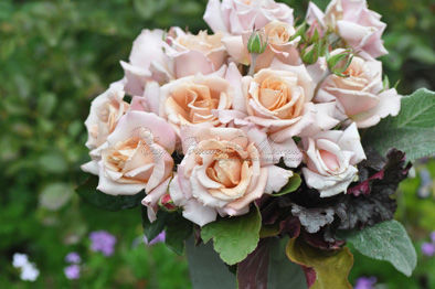Роза Rose dragee (Роуз драгей) — фото 1