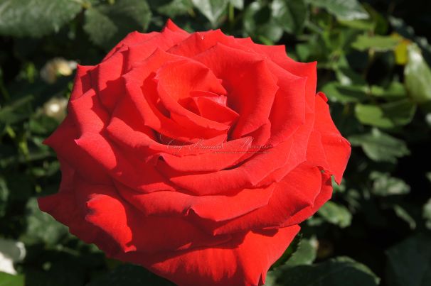 Роза Royal Massay (Роял Массай)  — фото 1