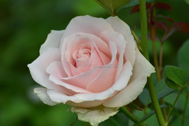 Роза Sweet Avalanche (Свит Аваланж)  — фото 1