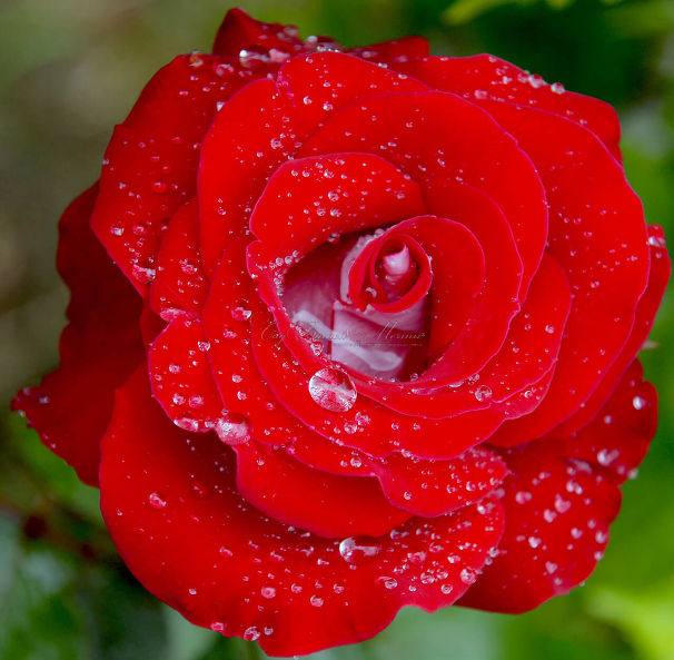 Роза Sexy red (Секси рэд)  — фото 1