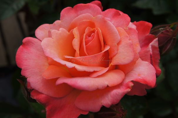Роза Colorific (Колорифик) — фото 1