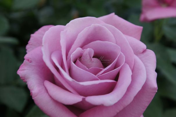 Роза Fragrant Plum (Фрагарнт Плам) — фото 1