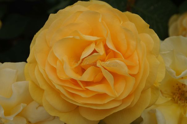Роза Julia Child (Джулия Чайлд) — фото 1