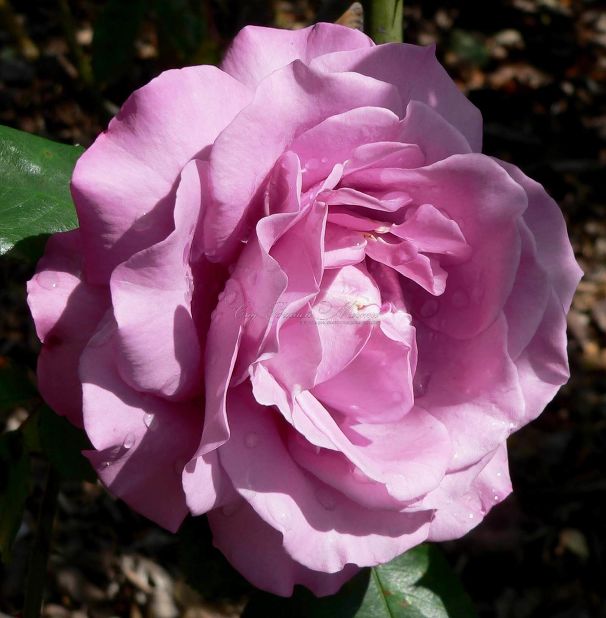 Роза Royal Amethyst (Роял Аметист) — фото 1