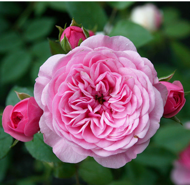 Роза Starlet-Rose Eva (Старлет Роз Ева) — фото 1