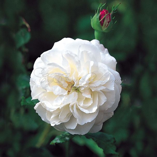 Роза Boule de Neige (Буль де Неж) — фото 1