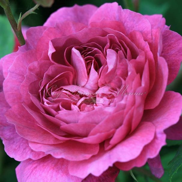 Роза La Reine Victoria (Ля Рен Викториа) — фото 1