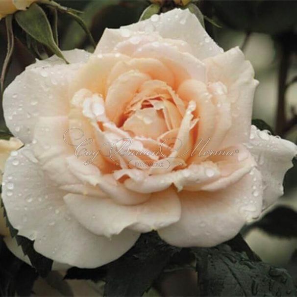 Роза штамбовая Lions-Rose (Леонс-Роуз)  — фото 1