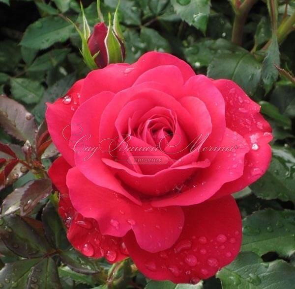 Роза штамбовая Rouge Meilove (Руж Мейлав) — фото 1