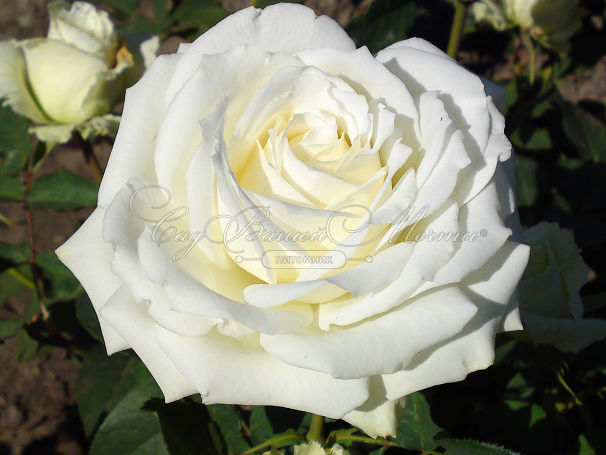Роза Avalanche (Аваланж) — фото 1