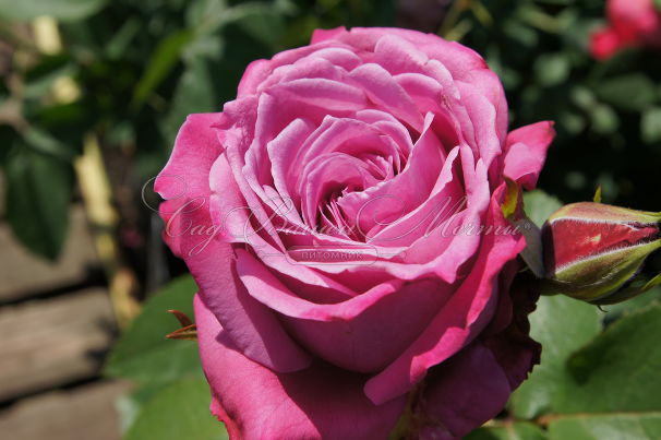Роза Blue Parfum (Блю Парфюм) — фото 1