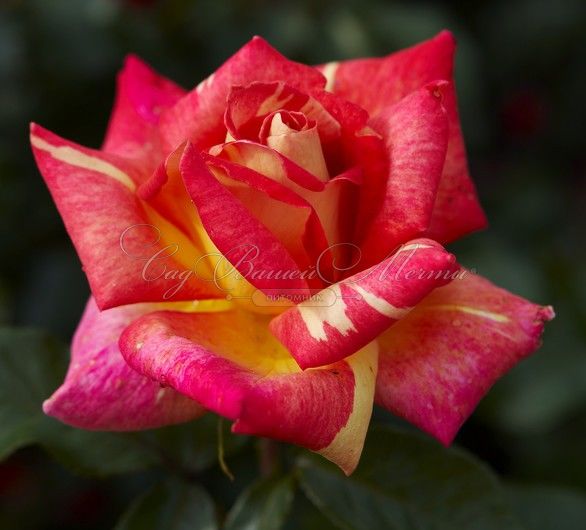 Роза Caribia (Карибия) — фото 1