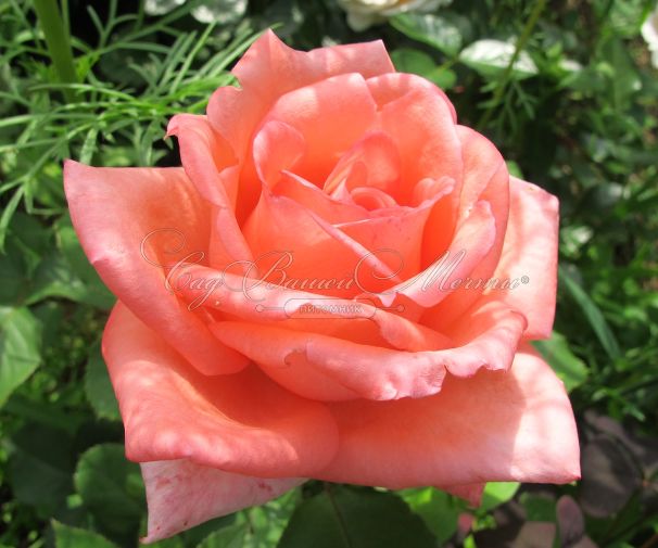Роза Dolce Vita (Дольче вита) — фото 1