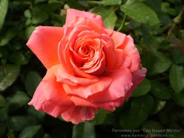 Роза Royal Deine (Роял Дейн) — фото 1