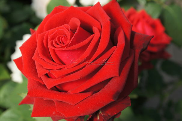 Роза Lovely red (Лавли ред)  — фото 1