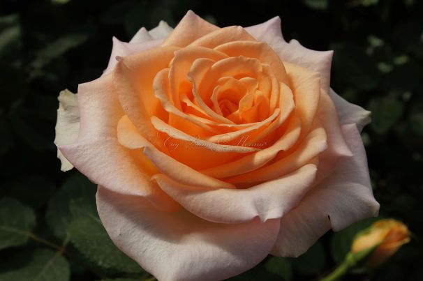 Роза Osiana (Осиана)  — фото 1