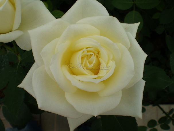 Роза Polarstern (Поларштерн)  — фото 1