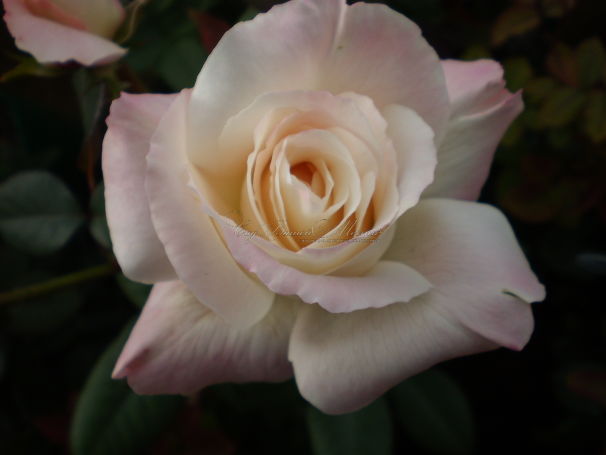 Роза Pristine Pavement (Пристайн Пэйвмент)  — фото 1