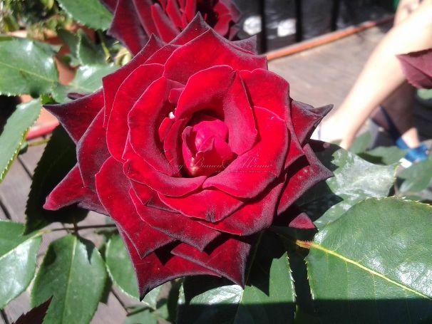 Роза Royal velvet (Роял велвет)  — фото 1