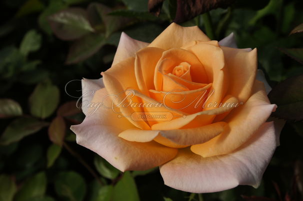 Роза Versilia (Версилия) — фото 1