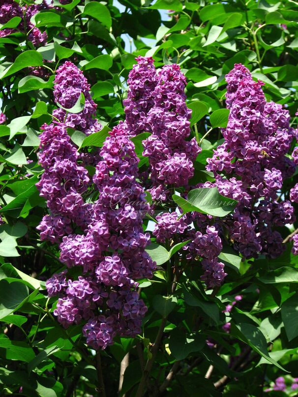 Сирень "Анденкен ан Людвиг Шпет" / Syringa vulgaris "Andenken an Ludwig Spath" — фото 2