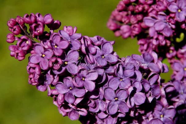 Сирень "Анденкен ан Людвиг Шпет" / Syringa vulgaris "Andenken an Ludwig Spath" — фото 4