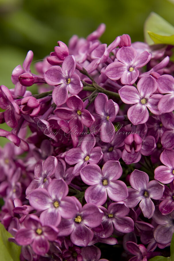 Сирень "Декларейшн" / Syringa hyacinthiflora "Declaration" — фото 2