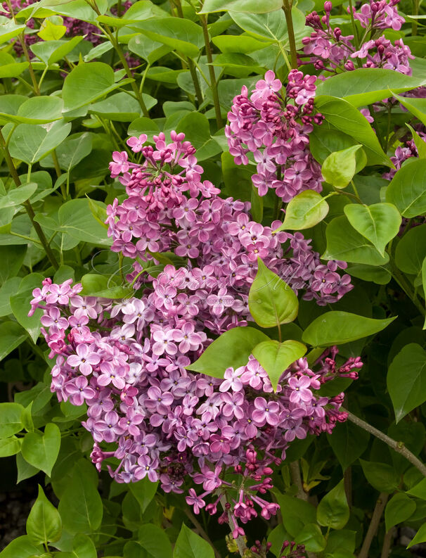 Сирень "Декларейшн" / Syringa hyacinthiflora "Declaration" — фото 3