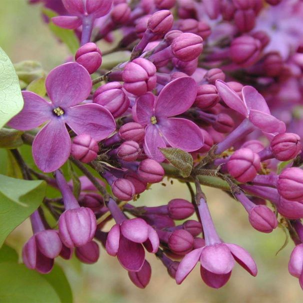 Сирень "Декларейшн" / Syringa hyacinthiflora "Declaration" — фото 4