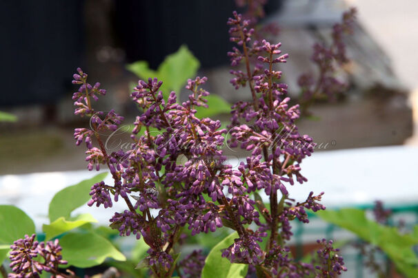 Сирень "Мисс Ким" / Syringa patula "Miss Kim" — фото 2