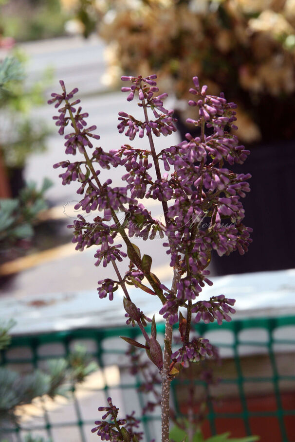 Сирень "Мисс Ким" / Syringa patula "Miss Kim" — фото 3