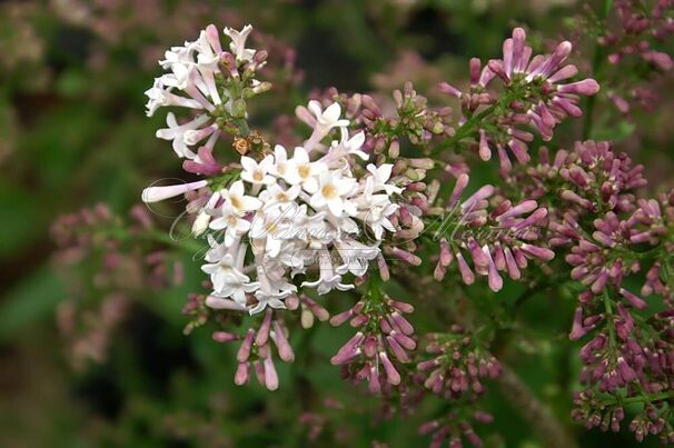 Сирень "Мисс Ким" / Syringa patula "Miss Kim" — фото 4