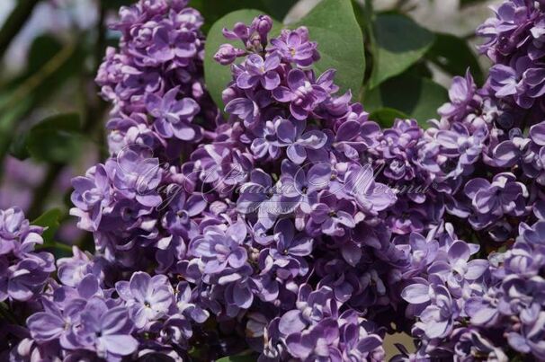 Сирень "Аделаида Дюнбар" / Syringa vulgaris "Adelaide Dunbar" — фото 2