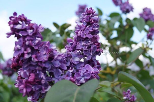 Сирень "Аделаида Дюнбар" / Syringa vulgaris "Adelaide Dunbar" — фото 3