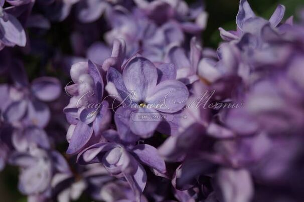 Сирень "Аделаида Дюнбар" / Syringa vulgaris "Adelaide Dunbar" — фото 4