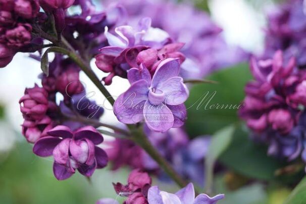 Сирень "Аделаида Дюнбар" / Syringa vulgaris "Adelaide Dunbar" — фото 5