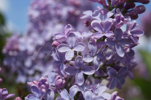 Сирень "Альберт Ф. Холден" / Syringa vulgaris "Albert F. Holden" — фото 2