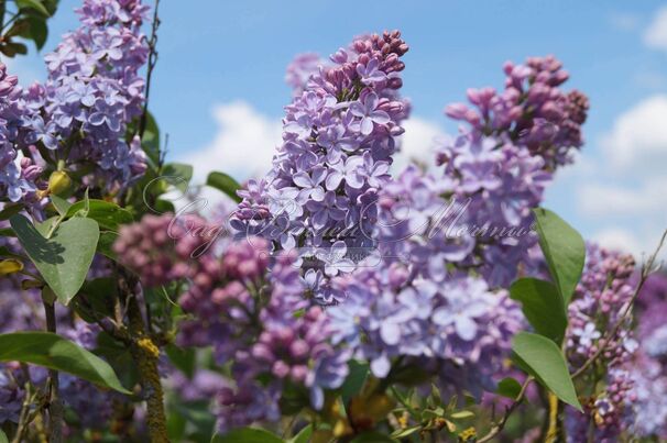 Сирень "Альберт Ф. Холден" / Syringa vulgaris "Albert F. Holden" — фото 3