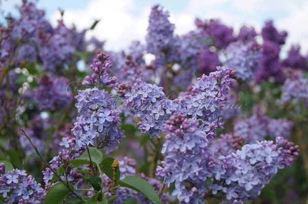 Сирень "Альберт Ф. Холден" / Syringa vulgaris "Albert F. Holden" — фото 4