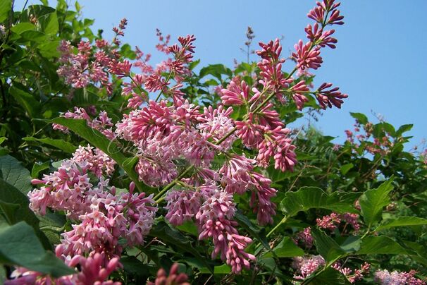 Сирень "Альван Р. Грант" / Syringa vulgaris "Alvan R.Grant" — фото 2