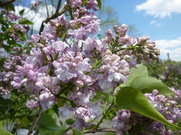 Сирень "Ателайн Вилбур" / Syringa vulgaris "Atheline Wilbur" — фото 2