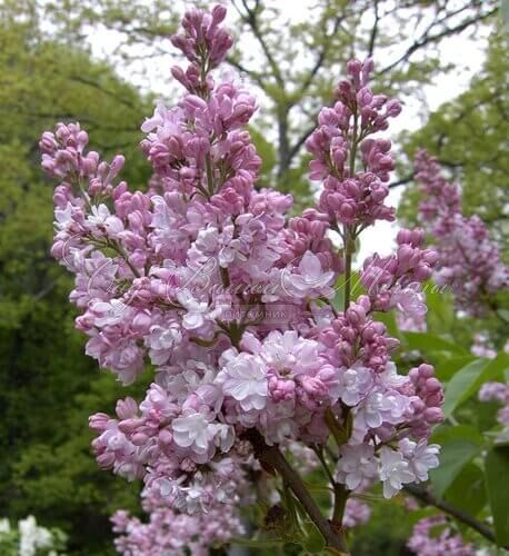 Сирень "Ателайн Вилбур" / Syringa vulgaris "Atheline Wilbur" — фото 3