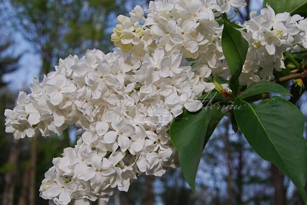 Сирень "Аваланж" / Syringa vulgaris "Avalanche" — фото 2