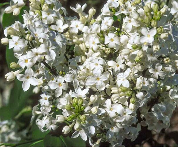 Сирень "Аваланж" / Syringa vulgaris "Avalanche" — фото 3