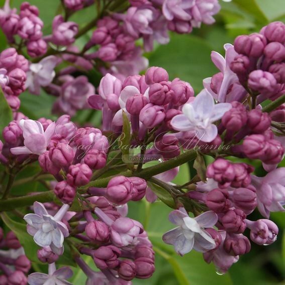 Сирень "Белль де Нанси" / Syringa vulgaris "Belle de Nancy" — фото 2