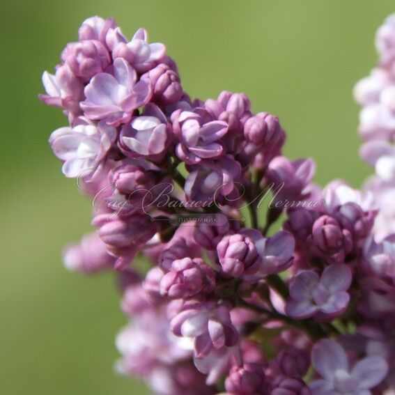 Сирень "Белль де Нанси" / Syringa vulgaris "Belle de Nancy" — фото 3