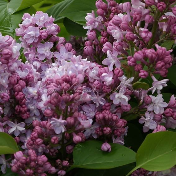 Сирень "Белль де Нанси" / Syringa vulgaris "Belle de Nancy" — фото 4