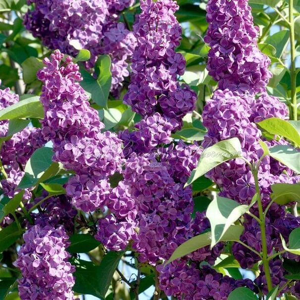 Сирень "Капитан Бальте" / Syringa vulgaris "Capitaine Baltet" — фото 2