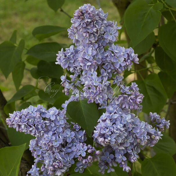 Сирень "Капитан Бальте" / Syringa vulgaris "Capitaine Baltet" — фото 4