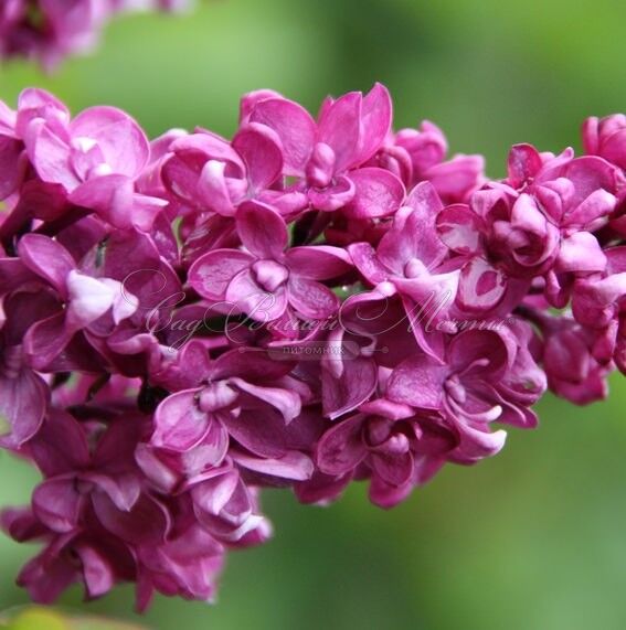 Сирень "Шарль Жоли" / Syringa vulgaris "Charles Joly" — фото 3